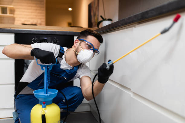 Best Wasp Removal Services  in St Robert, MO