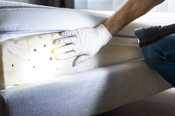 Best Residential Pest Control  in St Robert, MO