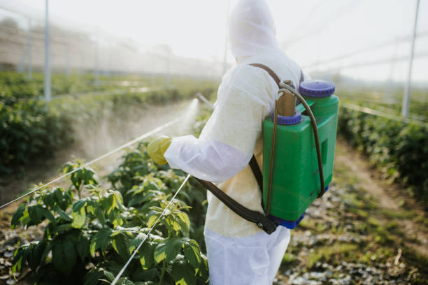 Best Wasp Removal Services  in St Robert, MO